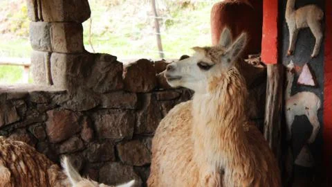 White Llama Stock Photos