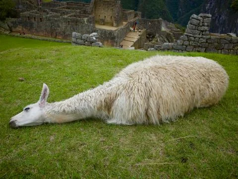 A white Llama Stock Photos