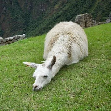 A white Llama Stock Photos
