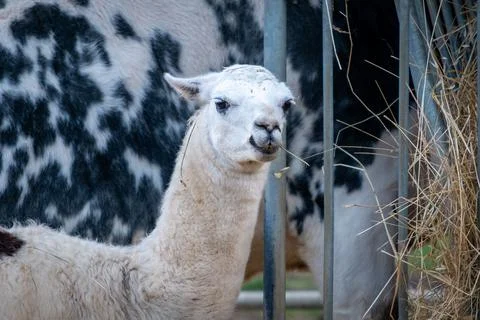 A white llama Stock Photos