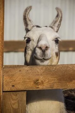 A white llama Stock Photos