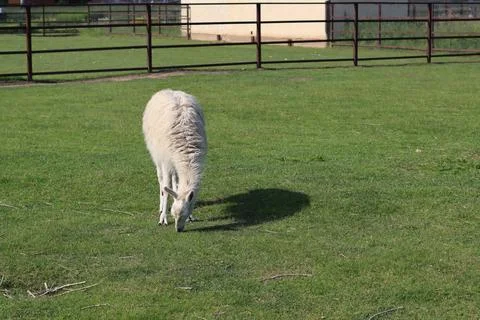 A white llama Stock Photos