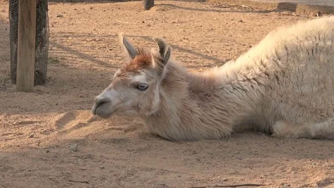 White llama is resting Stock Footage 79547104
