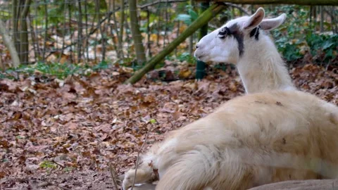 A white Llama sitting down. Stock Footage 144970606