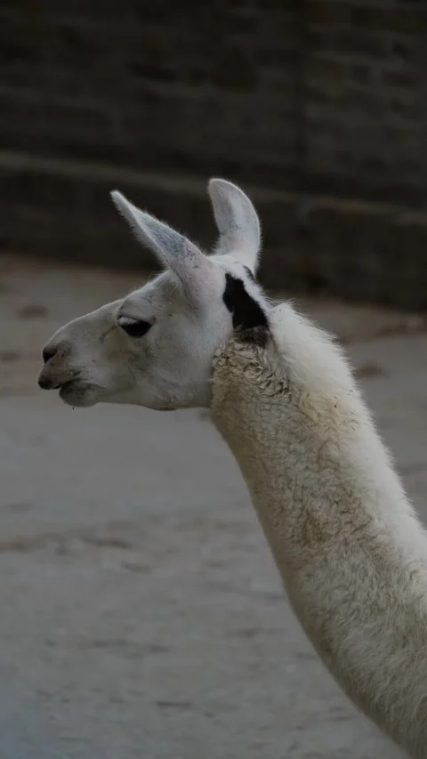 A white llama walks inside a zoo enclosure, calmly looking to the side. The Stock Footage 325740765