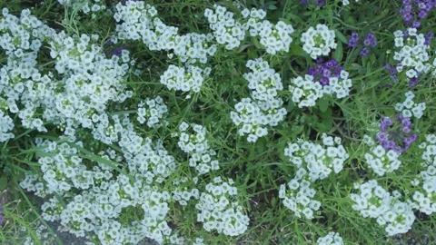 White Lobularia Stock Footage 246498296