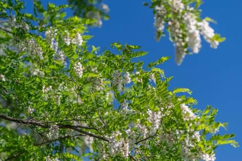 White locust blossoms on sunlit green branches against a clear blue sky Stock Photos