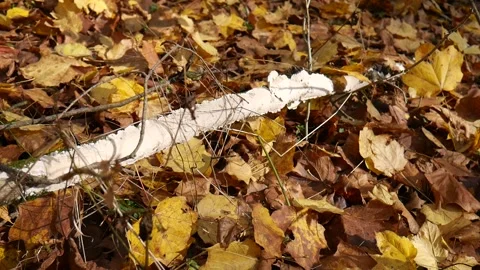 White log on a bunch of leaves in the forest Vídeo Stock 141764782