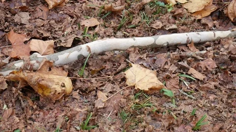 White log on a bunch of leaves in the forest Vídeo Stock 141765490