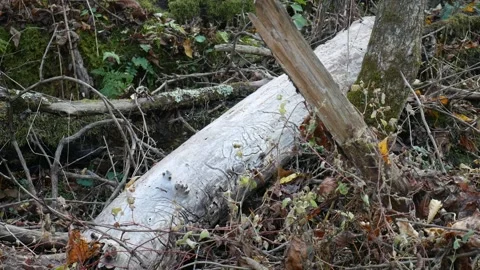 White log on a bunch of leaves in the forest 스톡 동영상 141765848