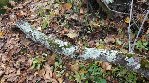White log on a bunch of leaves in the forest Vídeo Stock 141766352