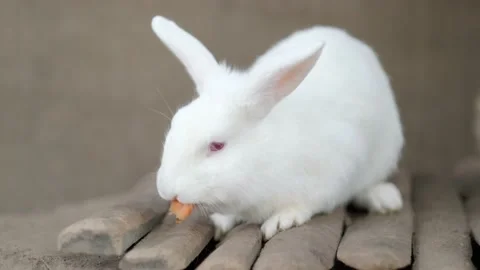 White long ear rabbit chewing carrot slice , feeding farm bunny on nature in Stock-Footage 239004218
