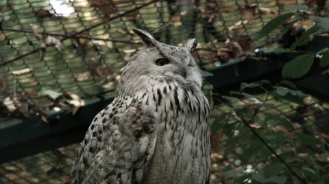 White long-eared owl sitting Stock Footage 68644852