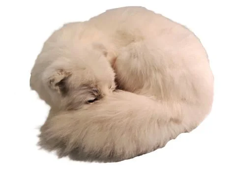 White long-haired arctic fox curled tightly into a round shape, forming a s.. Stock Illustration