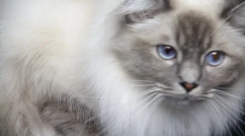 A White long haired cat searches and sits with the small foot Stock Footage 35488187