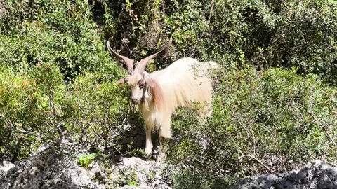 White long-haired goat climbing rocky hillside into bushes Stock-Footage 347828183