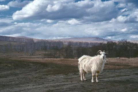 White long-haired goat looking on a camera with mountains on background Stock Photos