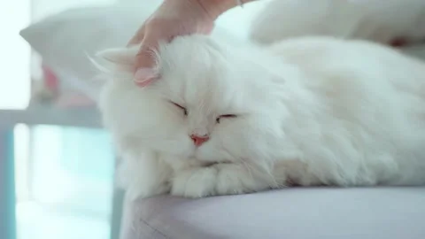A white long-haired persian cat sits on the sofa with a hand stroking its hea Vidéo 168848825