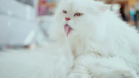 White long haired Persian cat cleaning herself. Vidéo 168849012