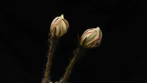 White long stem echinopsis cacti Stock Footage 157114611
