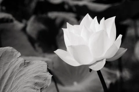 White lotus in basin Stock Photos