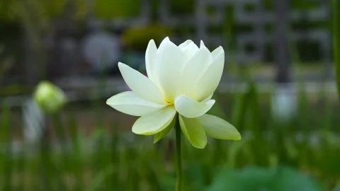 White Lotus beautiful flower Stock-Footage 274035053