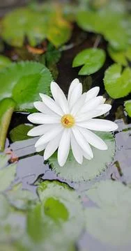A white lotus in bloom Stock Photos