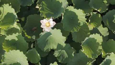 White lotus bloom surrounded by green lotus leaves Stock-Footage 343574170