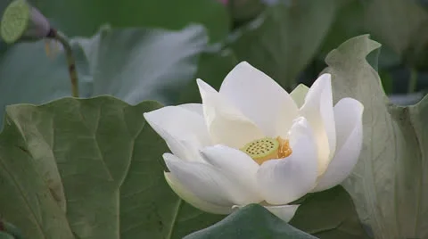 White Lotus blossom Stock Footage 24795398