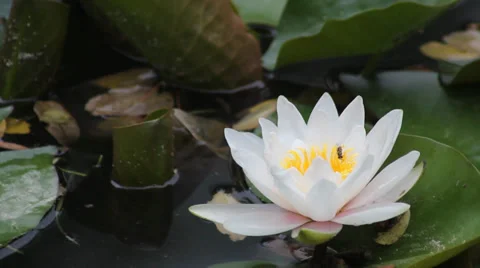 White lotus blossoms Stock Footage 39119758