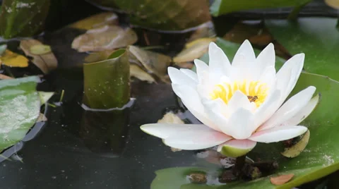 White lotus blossoms Stock Footage 39121005