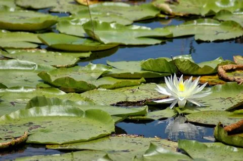 White lotus blossum Stock Photos