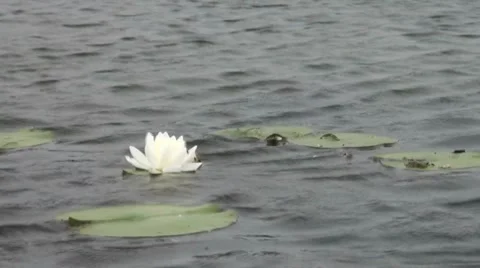 White Lotus blown by the wind Video stock 7754626