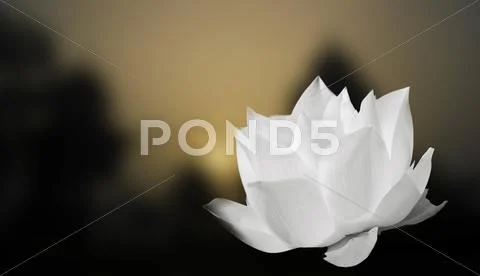 White lotus on blur background Stock Photos