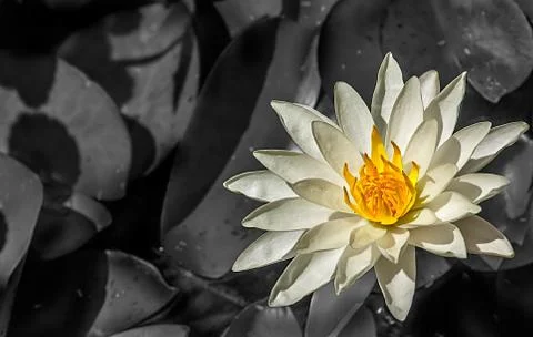 White lotus close up Stock Photos