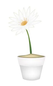 White Lotus Flower in A Ceramic Pot Stock Illustration