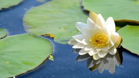 White lotus flower. Stock Footage 11701155