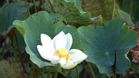 White lotus flower Stock Footage 82954010
