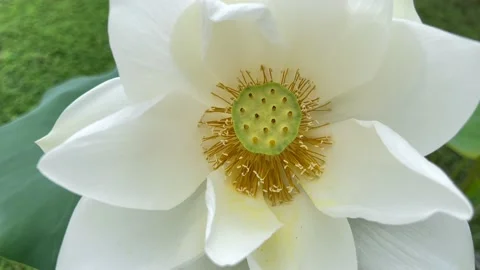 White lotus flower Stock Footage 172393061