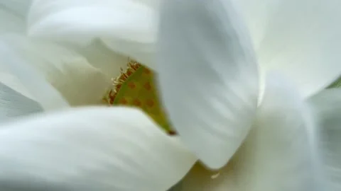 White lotus flower Stock Footage 172425514