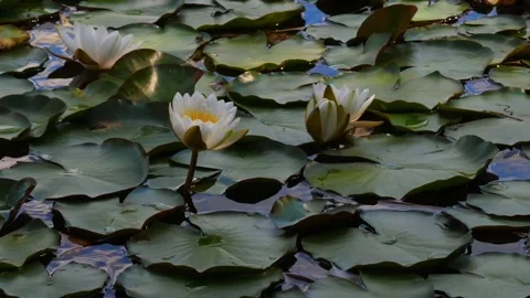White Lotus flower Video stock 273698581