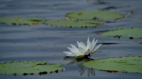 White Lotus flower Video stock 274035013