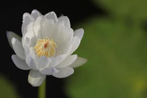 White Lotus Flower or Waterlily Stock Photos