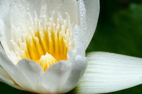 White lotus flower Stock Photos