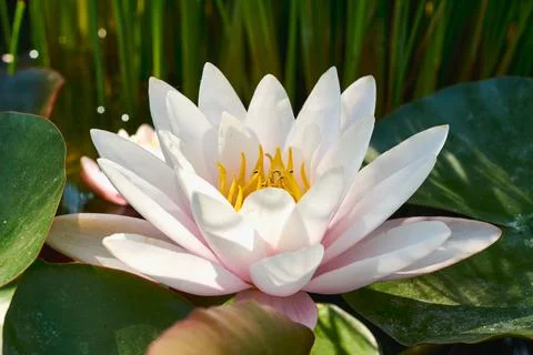 White lotus flower Stock Photos