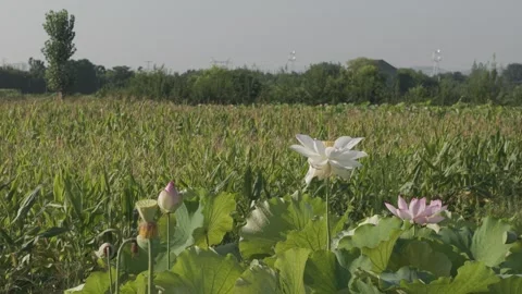 White lotus flowers in field with corn in background Stock-Footage 343594246