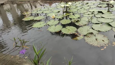 White lotus flowers Stock Footage 209010610