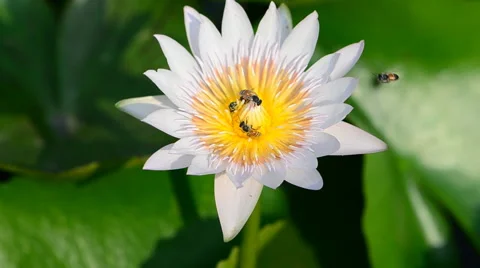 White lotus. Stock Footage 55916450