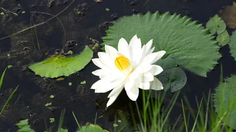 White lotus. HD Stock-Footage 43688085