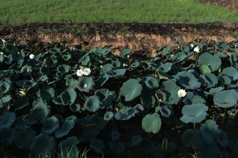 White lotus in natural pond Stock Photos
